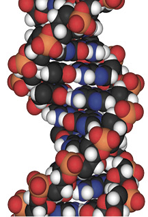 Mollécule de fer